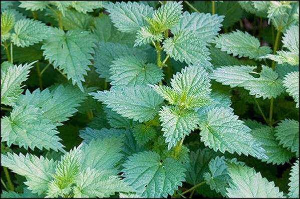 Nettle-a folk remedy to improve male sexual function